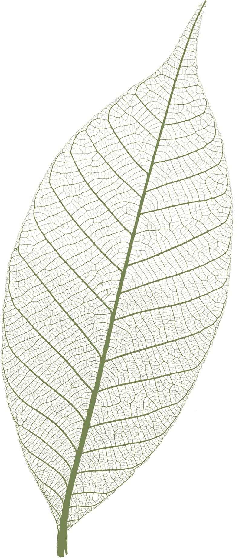 leaf